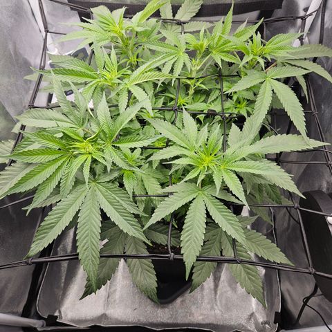 Mimosa x Orange Punch II growlog timeline photo