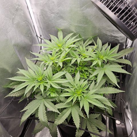 Mimosa x Orange Punch II growlog timeline photo