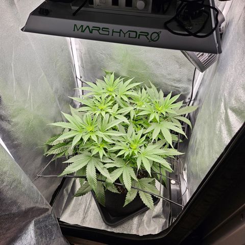 Mimosa x Orange Punch II growlog timeline photo