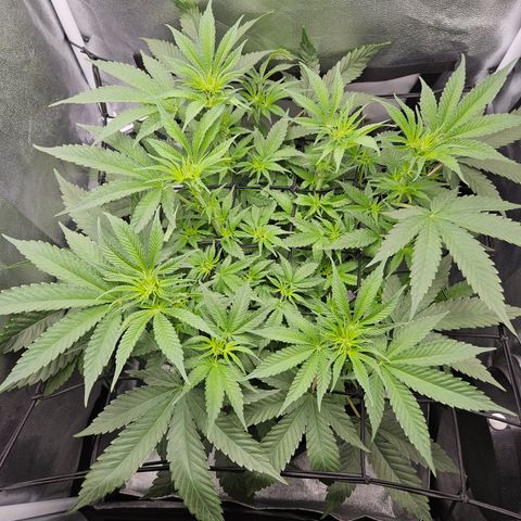Mimosa x Orange Punch II growlog timeline photo