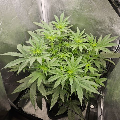 Mimosa x Orange Punch II growlog timeline photo