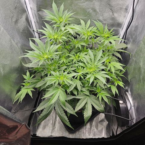 Mimosa x Orange Punch II growlog timeline photo