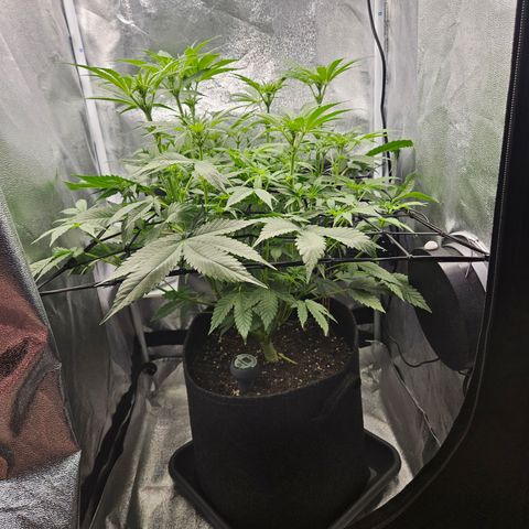 Mimosa x Orange Punch II growlog timeline photo
