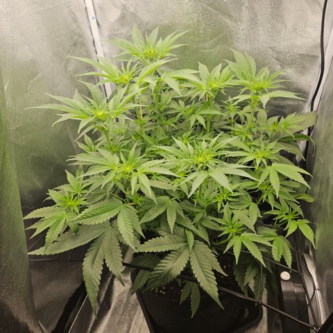 Mimosa x Orange Punch II growlog timeline photo