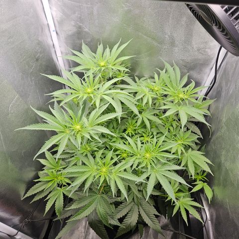 Mimosa x Orange Punch II growlog timeline photo