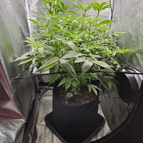 Mimosa x Orange Punch II growlog timeline photo
