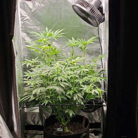 Mimosa x Orange Punch II growlog timeline photo