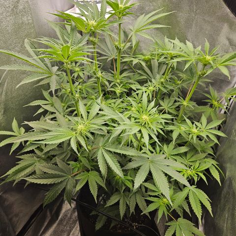 Mimosa x Orange Punch II growlog timeline photo