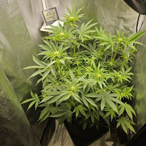 Mimosa x Orange Punch II growlog timeline photo