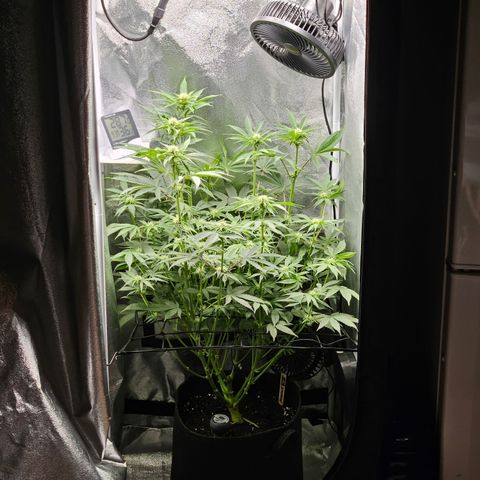 Mimosa x Orange Punch II growlog timeline photo