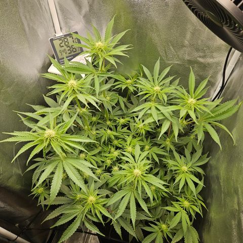 Mimosa x Orange Punch II growlog timeline photo