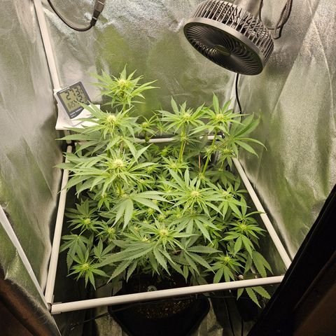 Mimosa x Orange Punch II growlog timeline photo