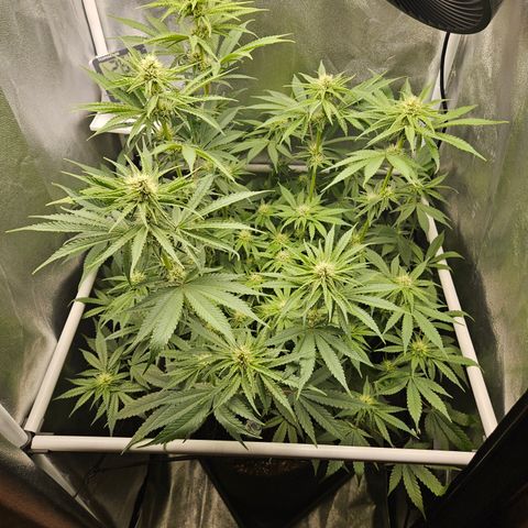 Mimosa x Orange Punch II growlog timeline photo
