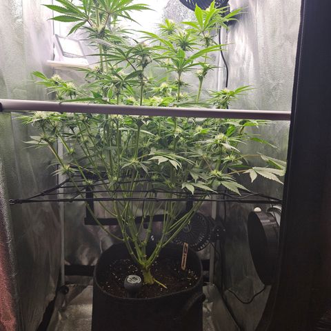 Mimosa x Orange Punch II growlog timeline photo