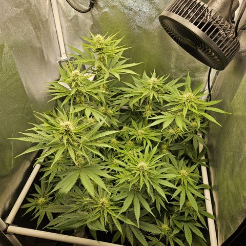 Mimosa x Orange Punch II growlog timeline photo