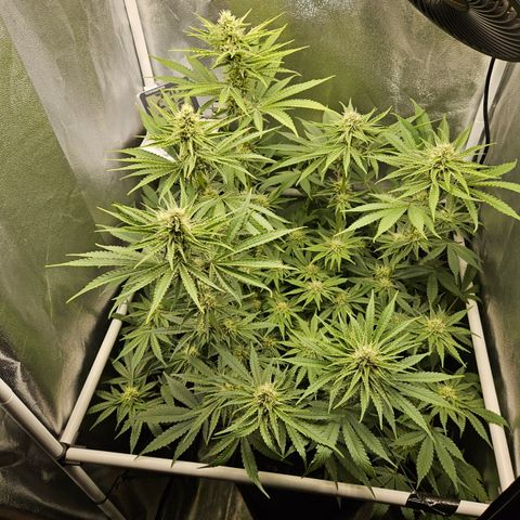 Mimosa x Orange Punch II growlog timeline photo