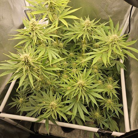 Mimosa x Orange Punch II growlog timeline photo