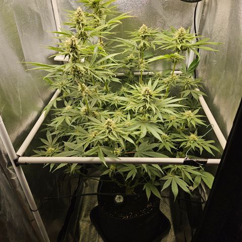 Mimosa x Orange Punch II growlog timeline photo