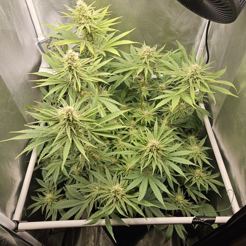 Mimosa x Orange Punch II growlog timeline photo