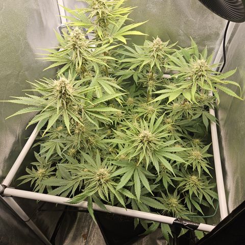 Mimosa x Orange Punch II growlog timeline photo