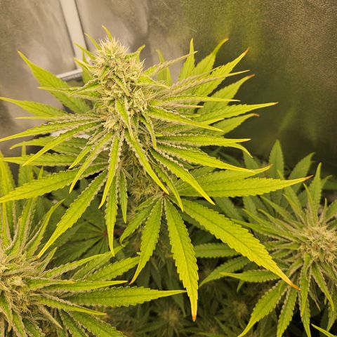 Mimosa x Orange Punch II growlog timeline photo