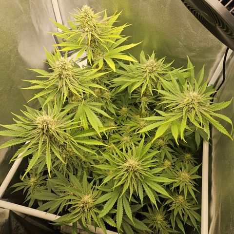 Mimosa x Orange Punch II growlog timeline photo