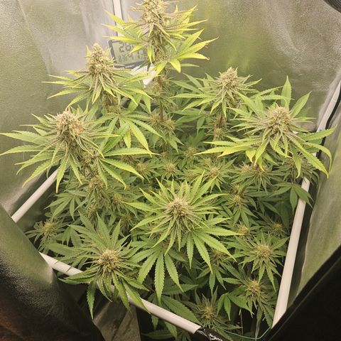 Mimosa x Orange Punch II growlog timeline photo
