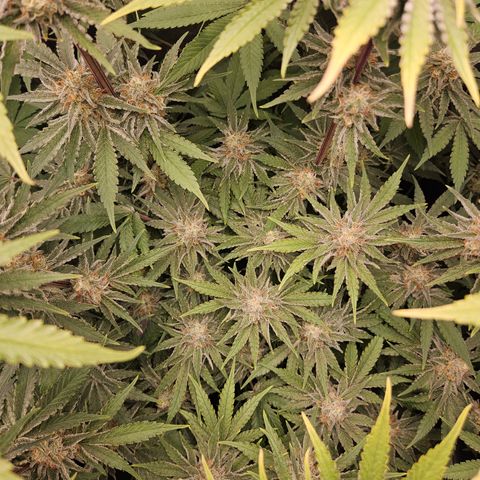 Mimosa x Orange Punch II growlog timeline photo