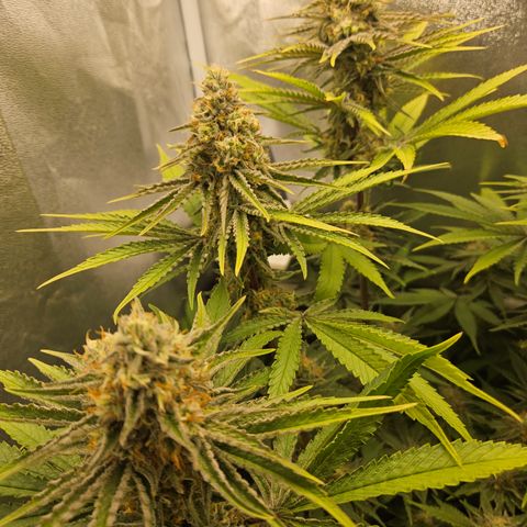 Mimosa x Orange Punch II growlog timeline photo