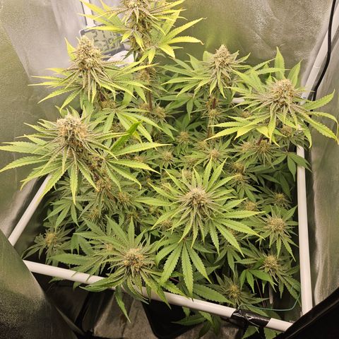 Mimosa x Orange Punch II growlog timeline photo