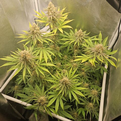 Mimosa x Orange Punch II growlog timeline photo