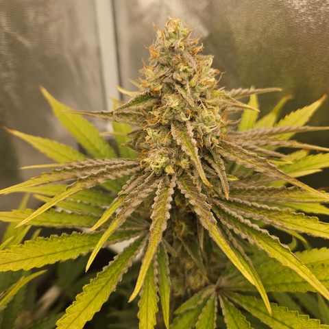 Mimosa x Orange Punch II growlog timeline photo