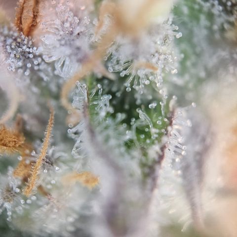 Mimosa x Orange Punch II growlog timeline photo