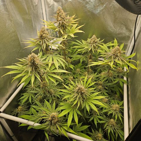 Mimosa x Orange Punch II growlog timeline photo
