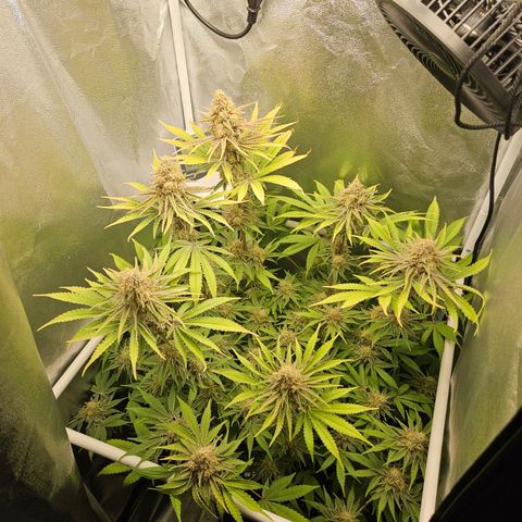 Mimosa x Orange Punch II growlog timeline photo