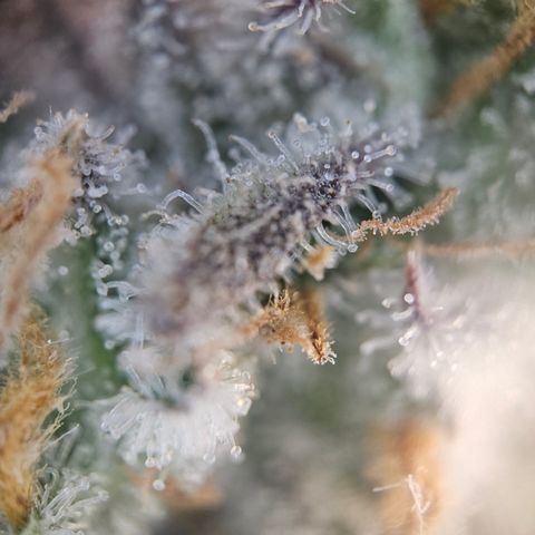Mimosa x Orange Punch II growlog timeline photo