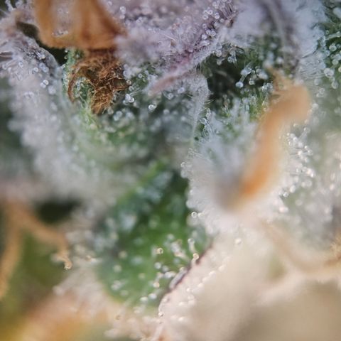 Mimosa x Orange Punch II growlog timeline photo