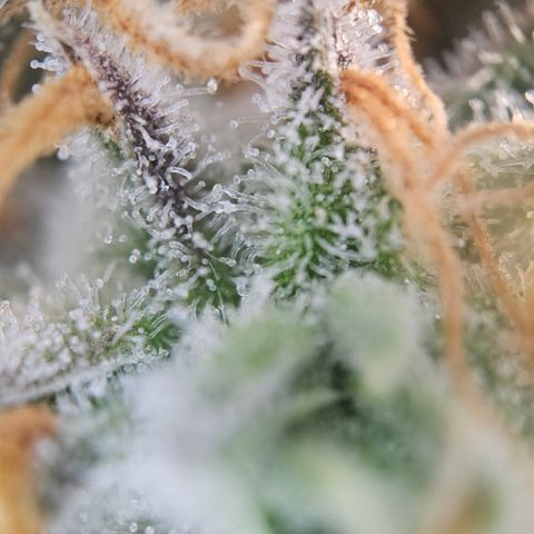 Mimosa x Orange Punch II growlog timeline photo