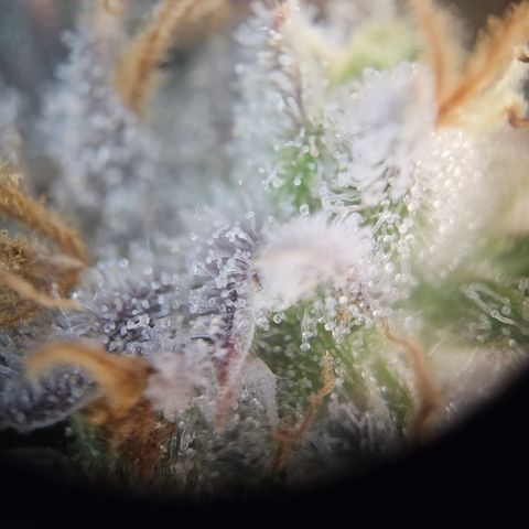 Mimosa x Orange Punch II growlog timeline photo