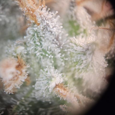 Mimosa x Orange Punch II growlog timeline photo