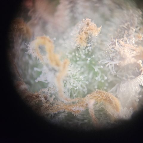 Mimosa x Orange Punch II growlog timeline photo