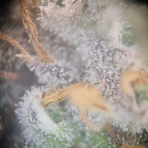 Mimosa x Orange Punch II growlog timeline photo