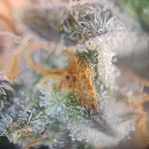 Mimosa x Orange Punch II growlog timeline photo