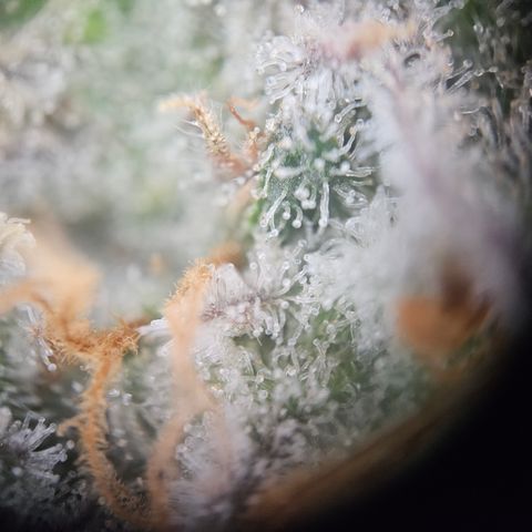 Mimosa x Orange Punch II growlog timeline photo