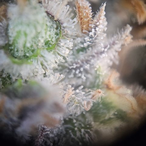 Mimosa x Orange Punch II growlog timeline photo