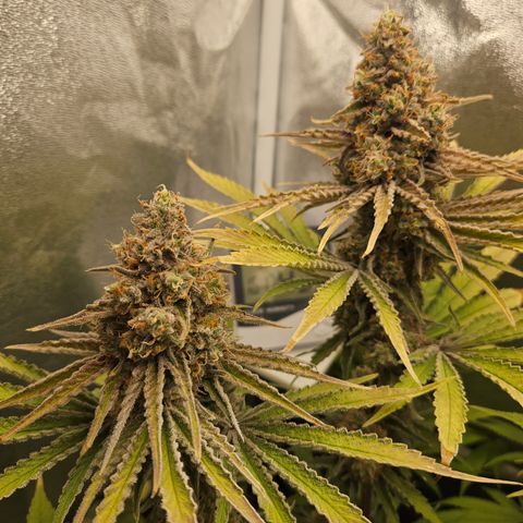 Mimosa x Orange Punch II growlog timeline photo