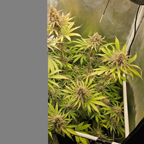 Mimosa x Orange Punch II growlog timeline photo