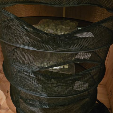 Mimosa x Orange Punch II growlog timeline photo