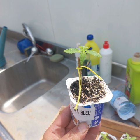 Gorila blue  growlog timeline photo