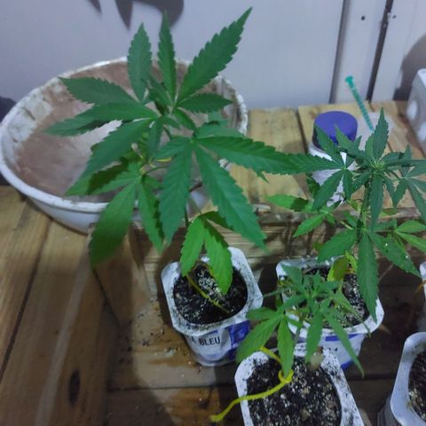 Gorila blue  growlog timeline photo